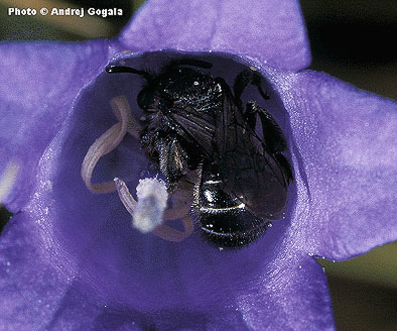 Bees : (Halictidae) Dufourea dentiventris