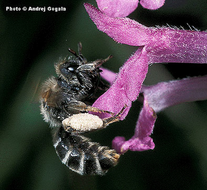 Bees : (Halictidae) Rophites quinquespinosus