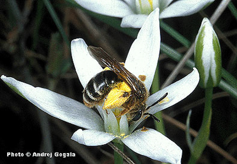 Bees : (Andrenidae) Andrena florivaga