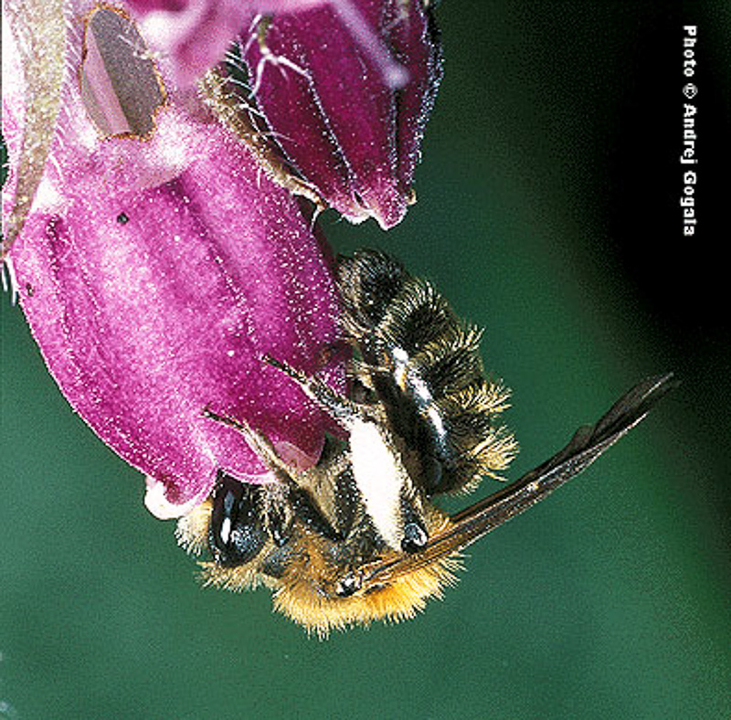 Bees : (Andrenidae) Andrena fulvata