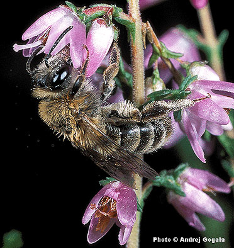 Bees : (Andrenidae) Andrena fuscipes