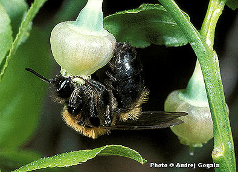 Bees : (Andrenidae) Andrena lapponica