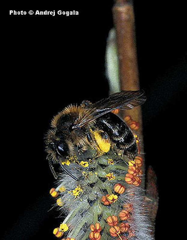 Bees : (Andrenidae) Andrena ruficrus