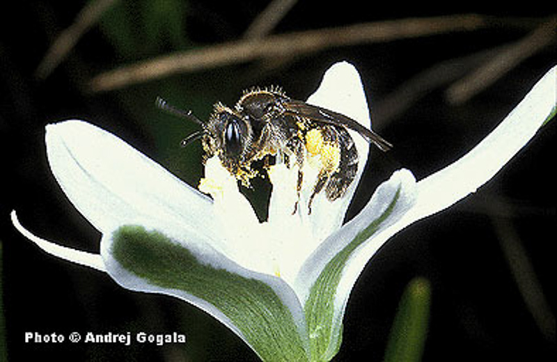 Bees : (Andrenidae) Andrena saxonica