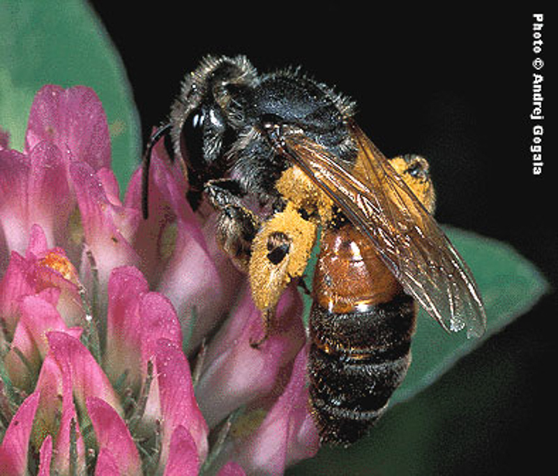 Bees : (Andrenidae) Andrena schencki