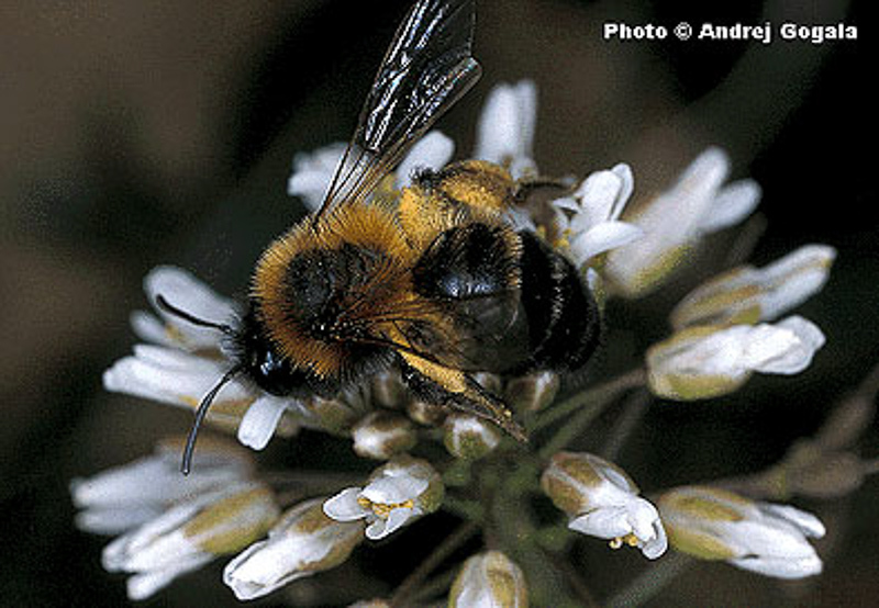Bees : (Andrenidae) Andrena tscheki