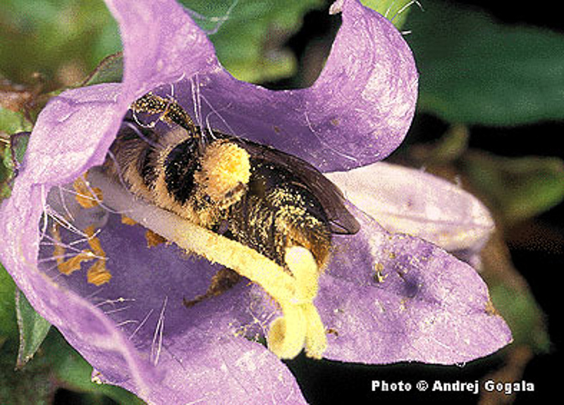 Bees : (Melittidae) Melitta haemorrhoidalis