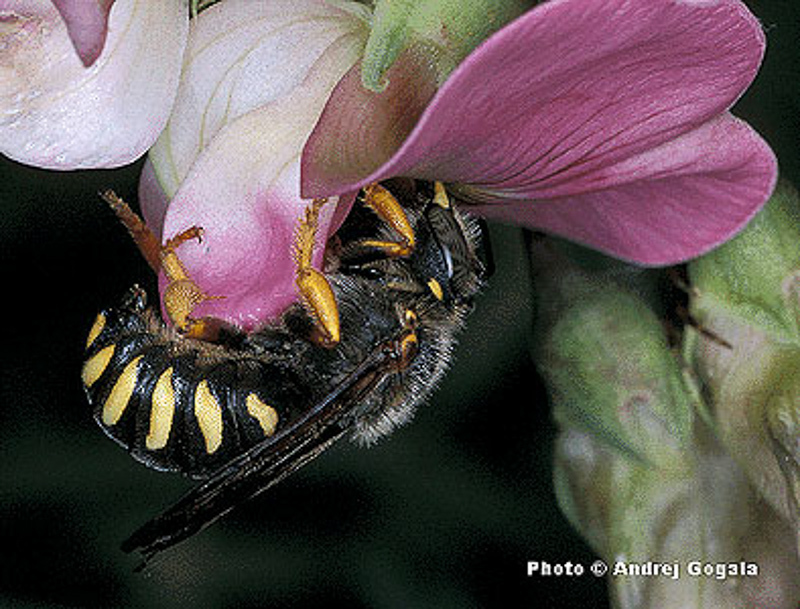 Bees : (Megachilidae) Rhodanthidium septemdentatum