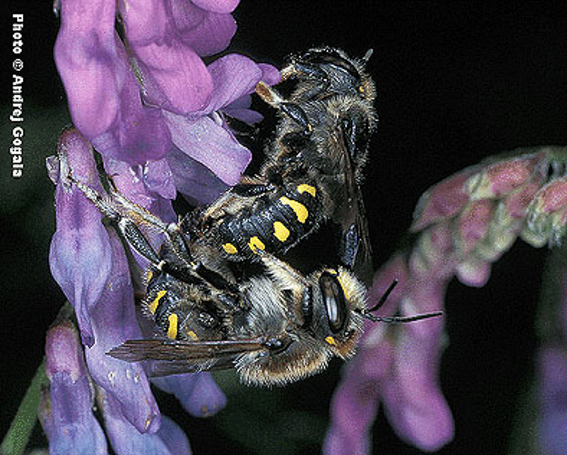 Bees : (Megachilidae) Anthidium septemspinosum