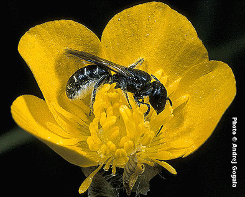 Bees : (Megachilidae) Chelostoma emarginatum