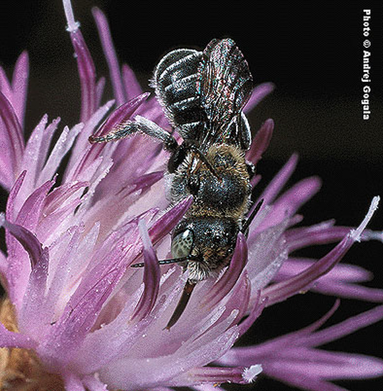 Bees : (Megachilidae) Osmia croatica