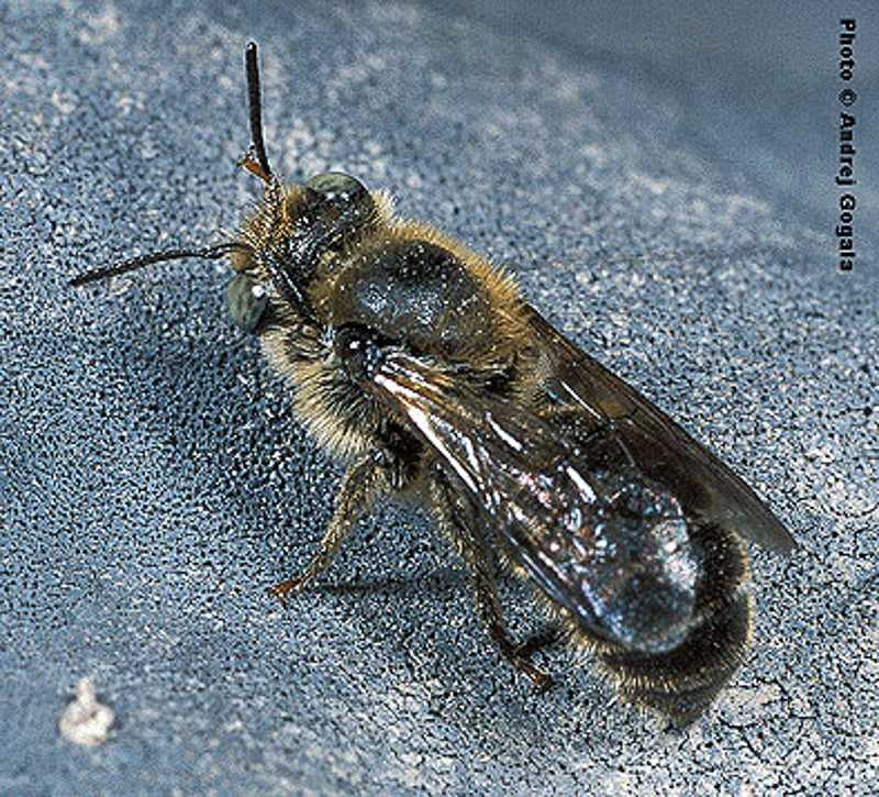 Bees : (Megachilidae) Hoplitis claviventris