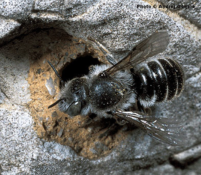 Bees : (Megachilidae) Hoplitis pallicornis