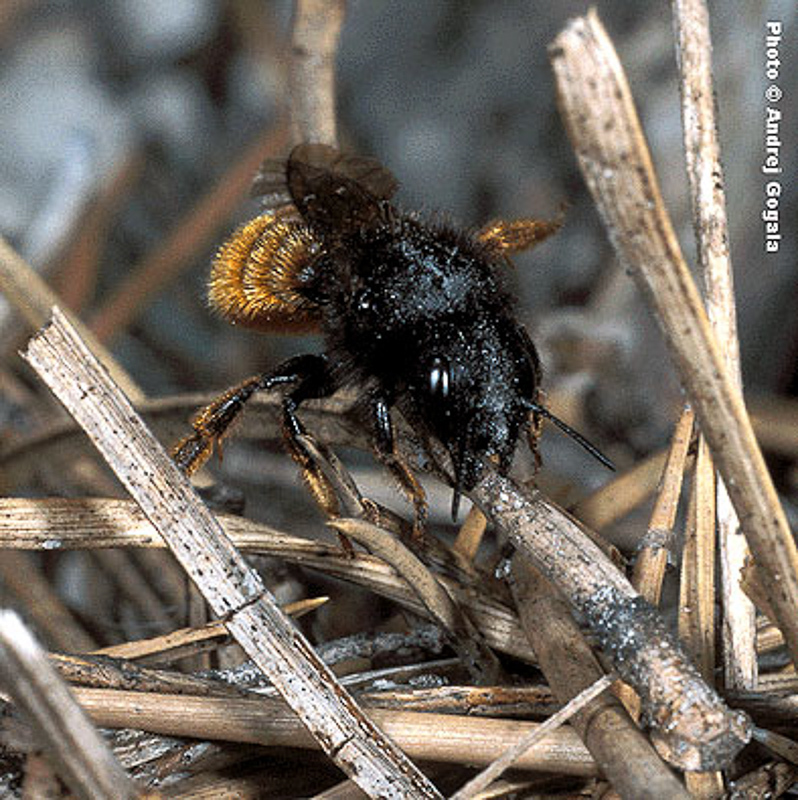 Bees : (Megachilidae) Osmia bicolor