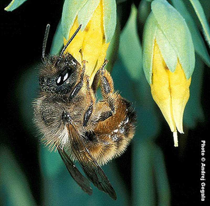 Bees : (Megachilidae) Osmia cerinthidis