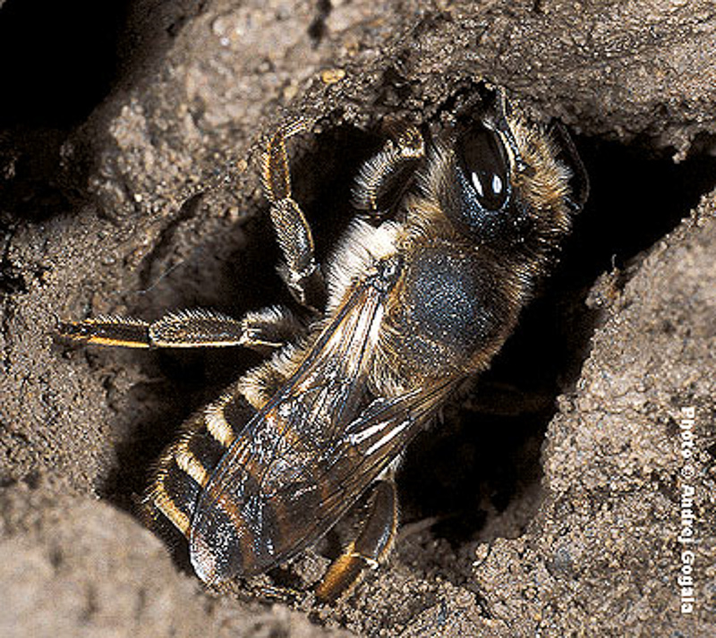 Bees : (Megachilidae) Megachile ericetorum