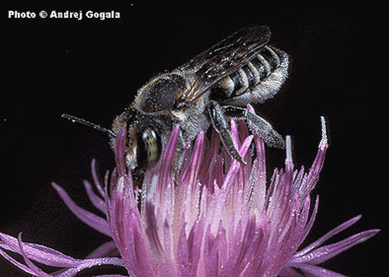 Bees : (Megachilidae) Megachile flabellipes