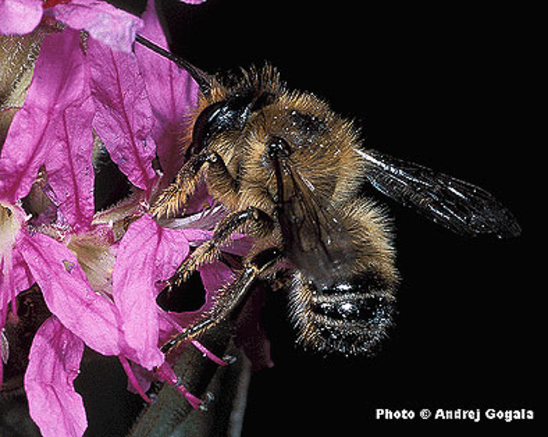 Bees : (Megachilidae) Megachile ligniseca