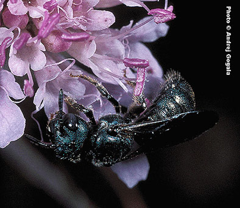 Bees : (Apidae) Ceratina chalybea