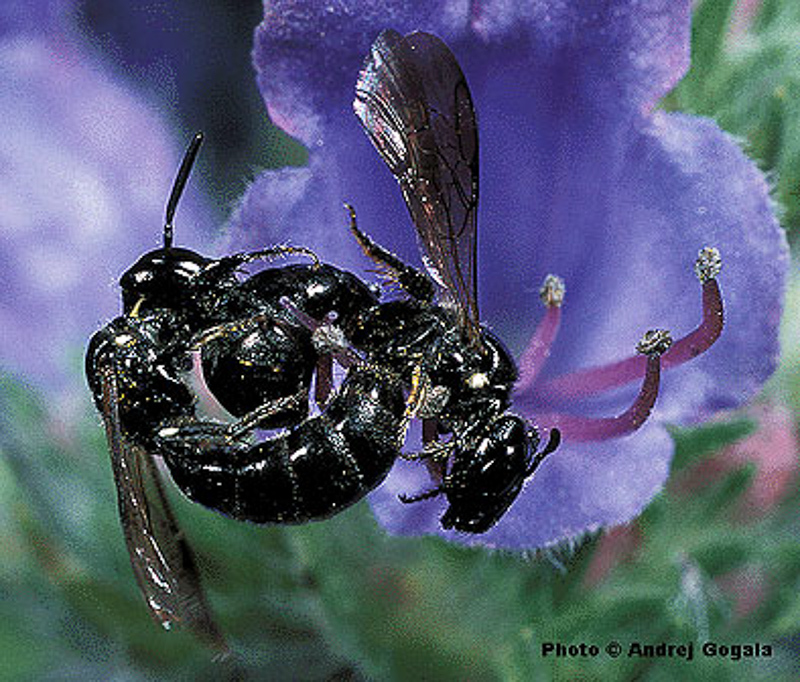 Bees : (Apidae) Ceratina cucurbitina