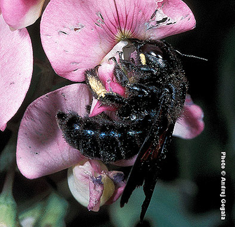 Bees : (Apidae) Xylocopa iris