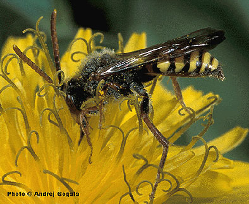 Bees : (Apidae) Nomada flava