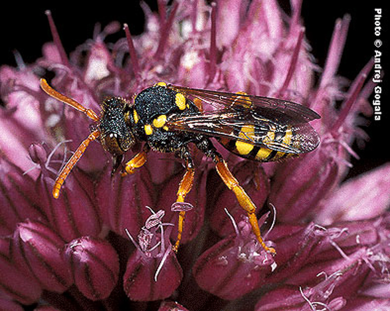 Bees : (Apidae) Nomada fucata