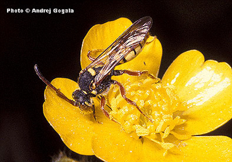 Bees : (Apidae) Nomada mutica