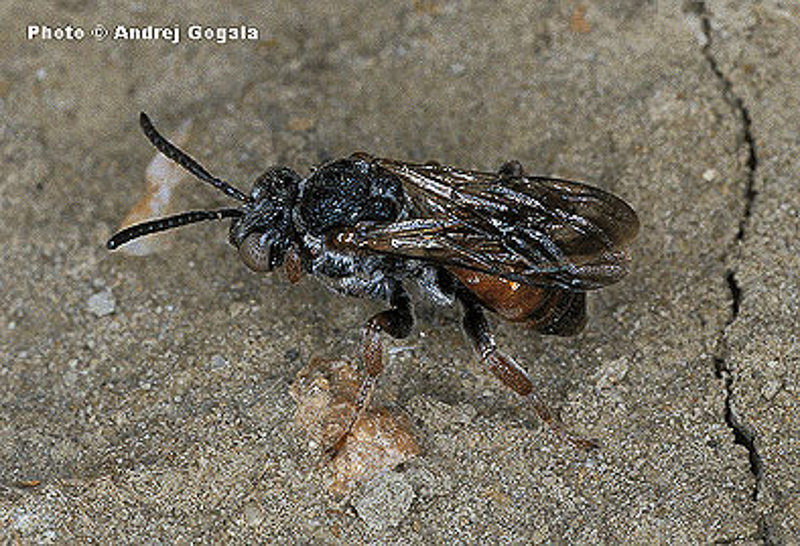 Bees : (Apidae) Pasites maculatus