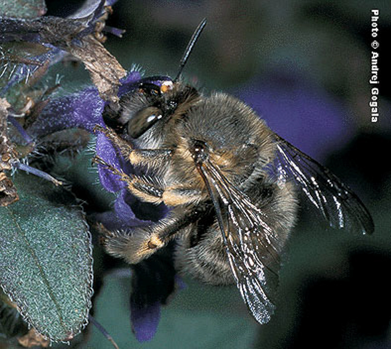 Bees : (Apidae) Anthophora crinipes