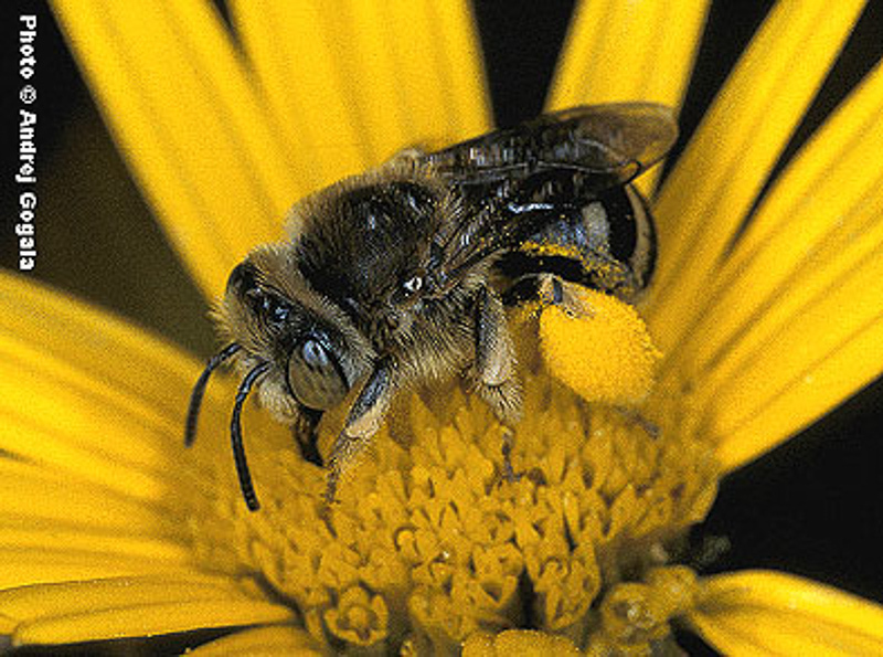 Bees : (Apidae) Tetraloniella inulae