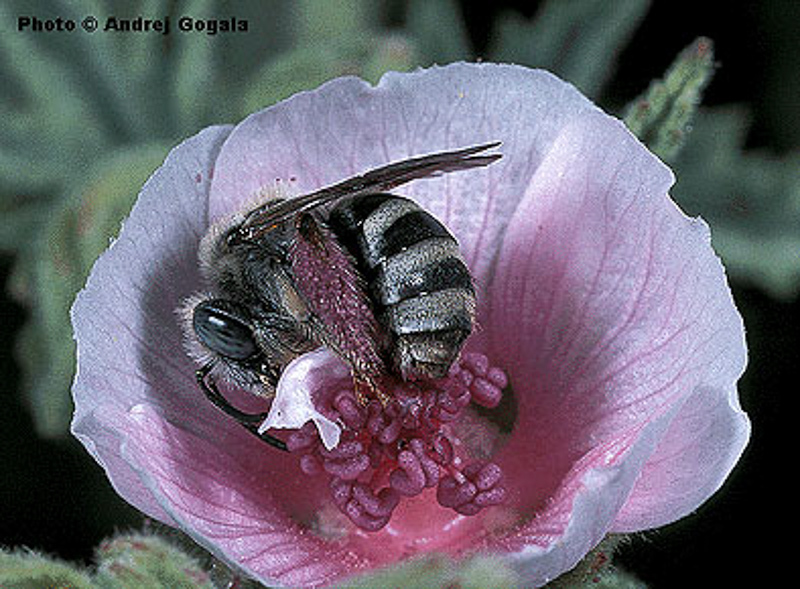 Bees : (Apidae) Tetraloniella nana