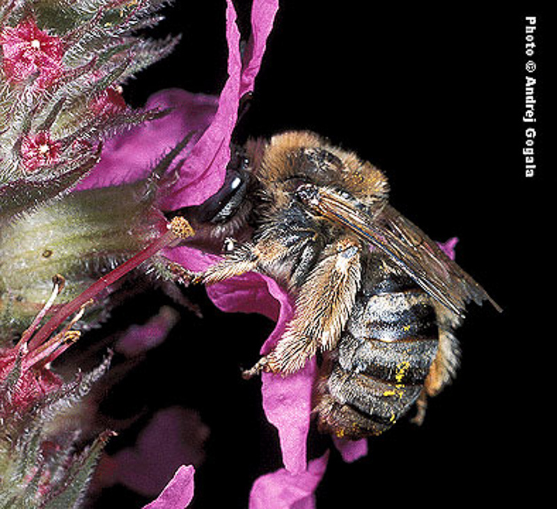 Bees : (Apidae) Tetraloniella salicariae