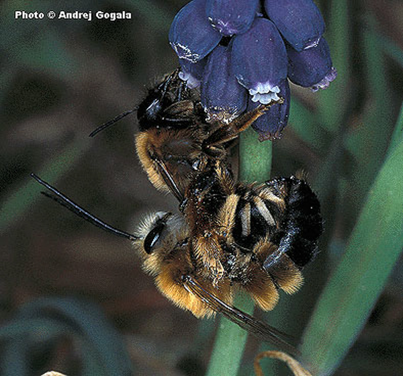 Bees : (Apidae) Eucera caspica