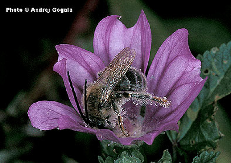 Bees : (Apidae) Eucera nigrifacies