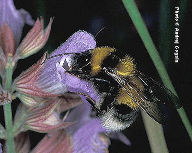 Bees : (Apidae) Bombus argillaceus