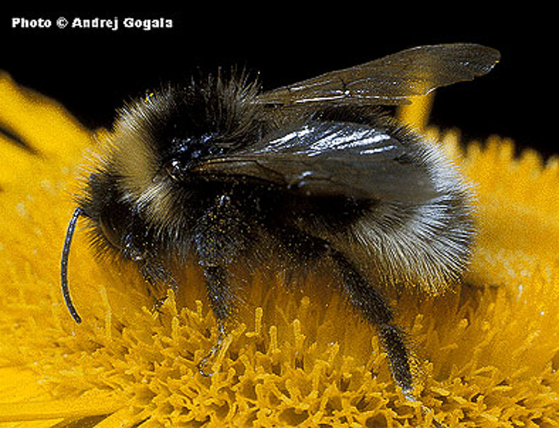 Bees : (Apidae) Bombus bohemicus