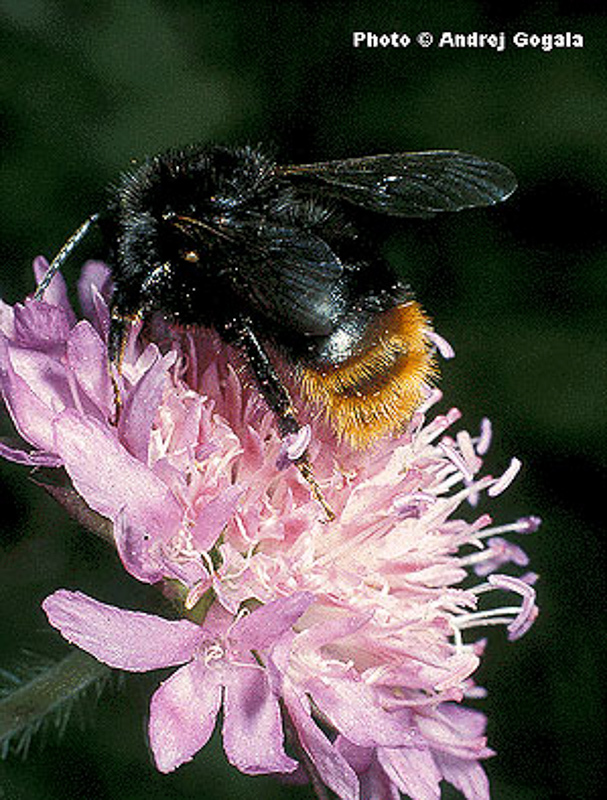 Bees : (Apidae) Bombus ruderarius