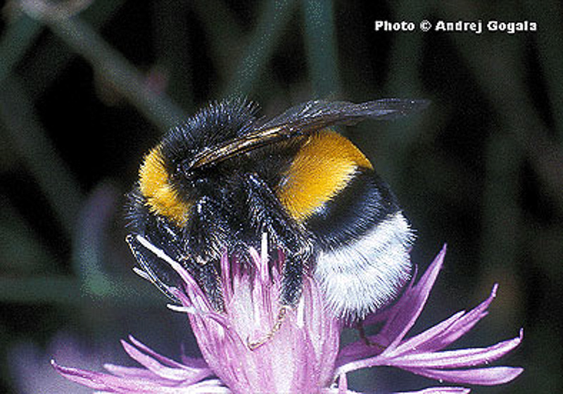 Bees : (Apidae) Bombus terrestris