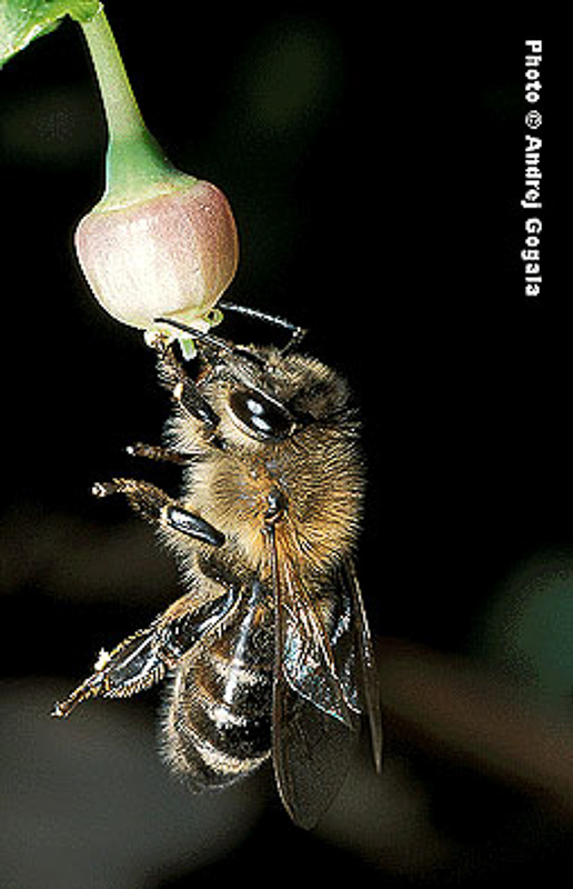 Bees : (Apidae) Apis mellifera
