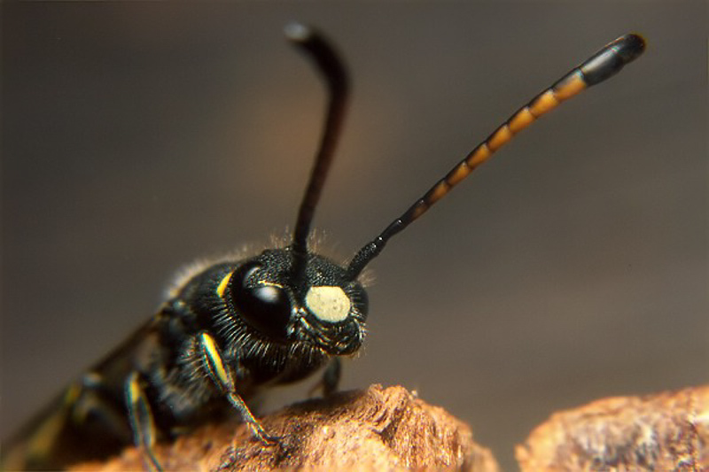 Aculeate Wasps : (Sapygidae) Sapyga clavicornis