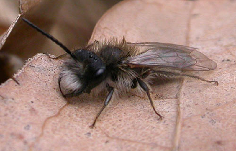 Bees : (Andrenidae) Andrena praecox