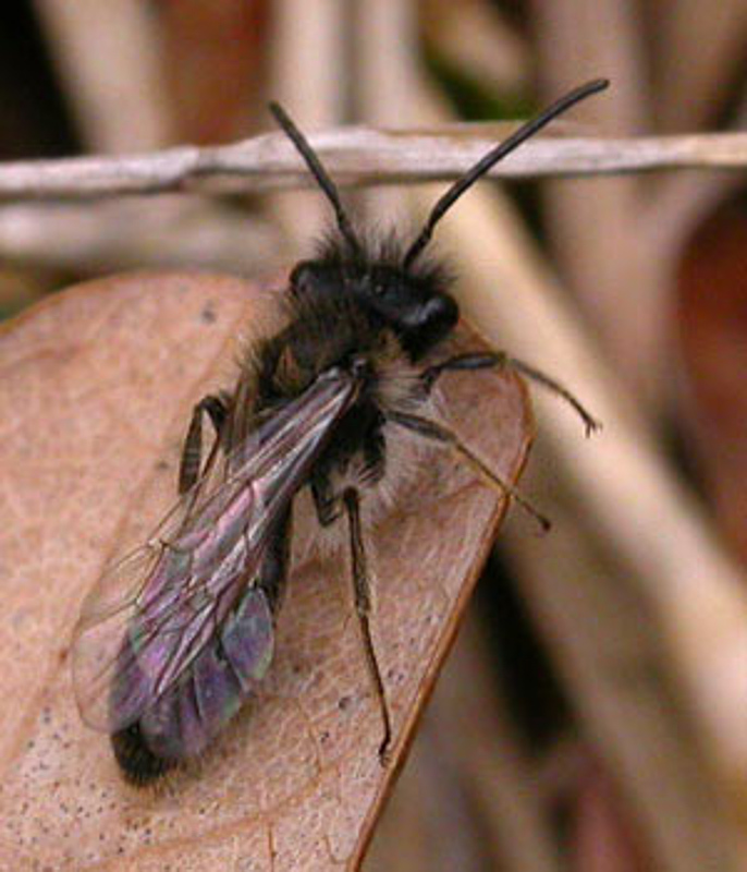 Bees : (Andrenidae) Andrena praecox