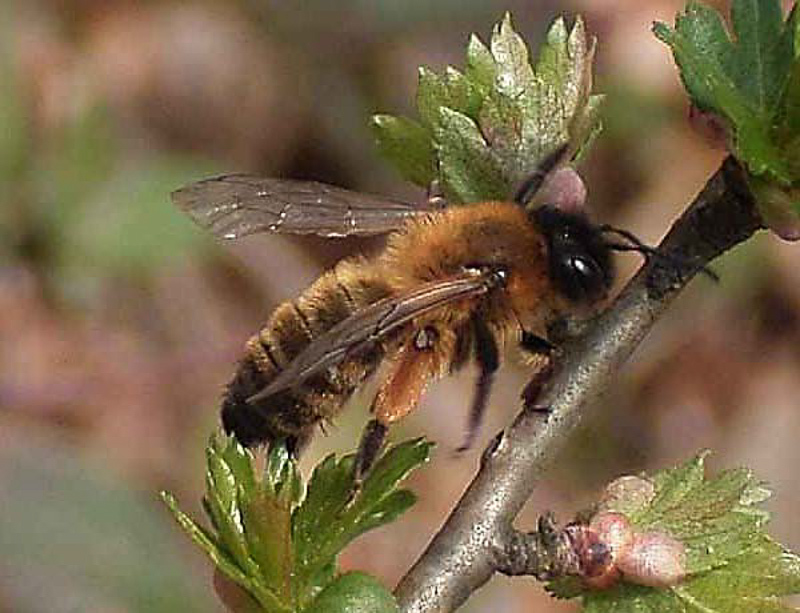Bees : (Andrenidae) Andrena nigroaenea