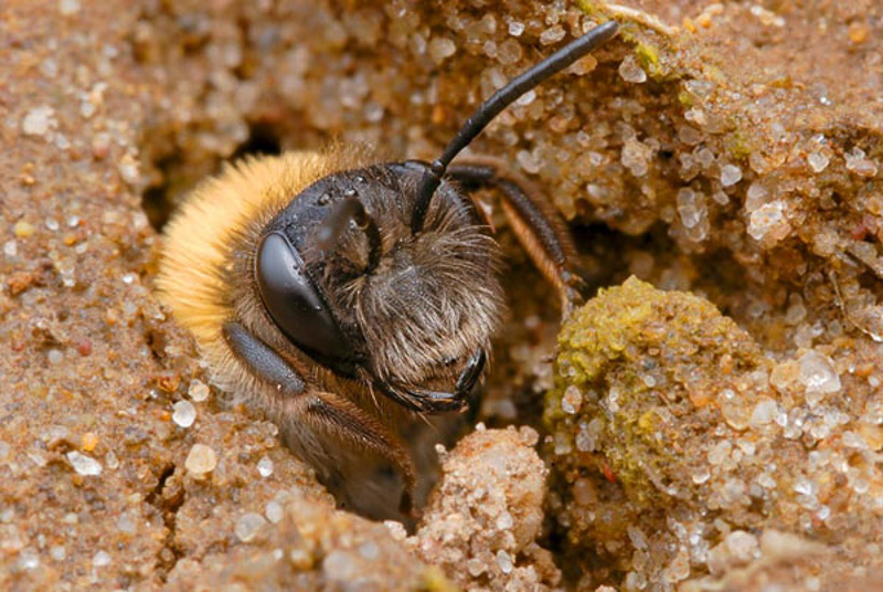 Bees : (Andrenidae) Andrena barbilabris