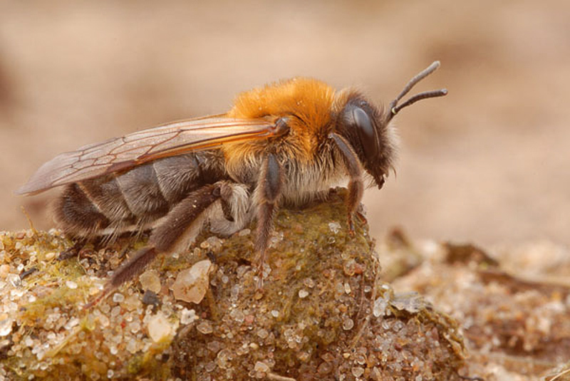 Bees : (Andrenidae) Andrena barbilabris