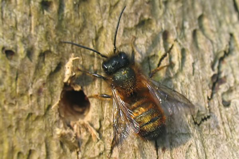 Bees : (Megachilidae) Osmia bicornis