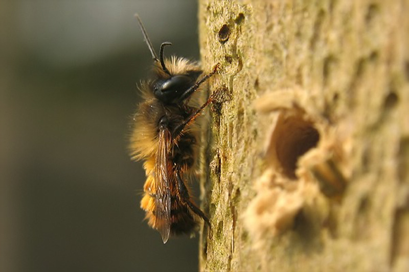 Bees : (Megachilidae) Osmia bicornis