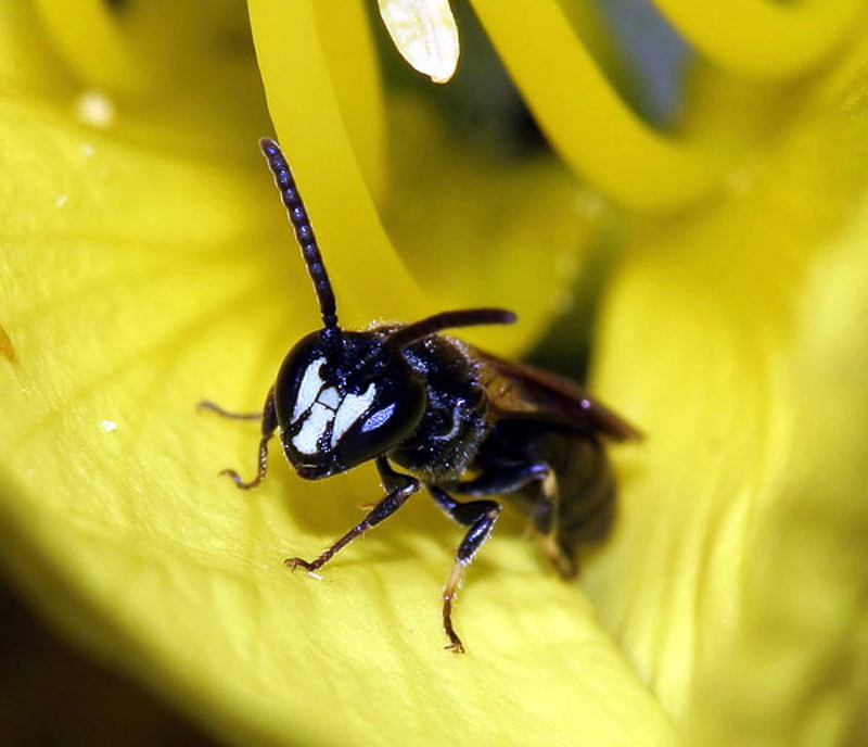 Bees : (Colletidae) Hylaeus communis