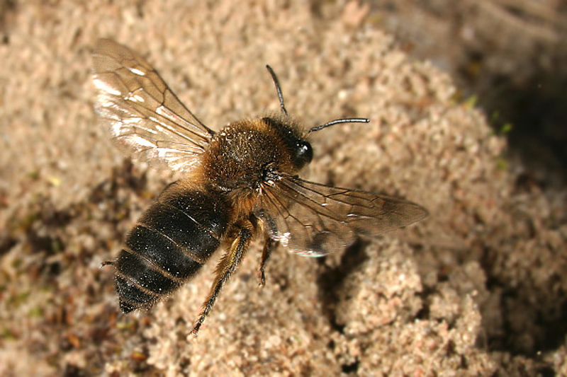 Bees : (Colletidae) Colletes cunicularius